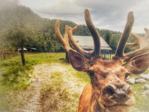 Un fruscio nel vento