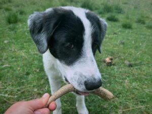 Corna di Cervo Naturali per Cani